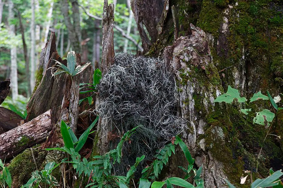 案例｜雅馬哈為壯觀的Kamuy Lumina魔法夜行旅游項目提供配樂設備